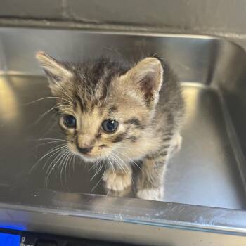TUSC-Stray-84808_2_3_4 -  Domestic Short Hair Cat for Adoption in Tuscaloosa, Alabama - TUSC-Stray-84808_2_3_4 | PetCurious