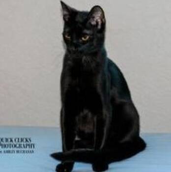 Domestic Short Hair Cats Available for Adoption in Liverpool, Texas - Baghera | PetCurious