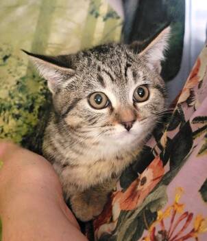 Domestic Short Hair Cats Available for Adoption - Felicia | PetCurious