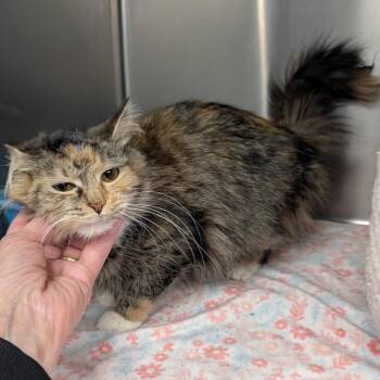 Domestic Medium Hair Cats Available for Adoption in Potomac, Maryland - Yo-yo | PetCurious