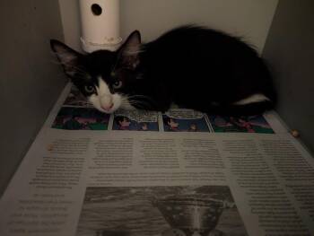 Apple Crisp -  Domestic Short Hair Cat for Adoption in Rowlett, Texas - Apple Crisp | PetCurious