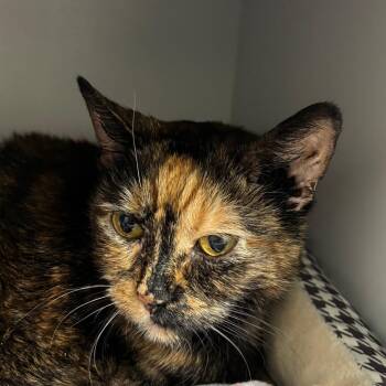 Domestic Short Hair Cats Available for Adoption in Naperville, Illinois - Snickers | PetCurious