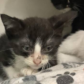 Roo (aqua collar) -  Domestic Short Hair Cat for Adoption in Redwood City, California - Roo (aqua Collar) | PetCurious