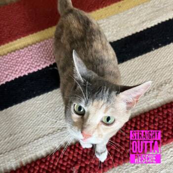 Domestic Short Hair Cats Available for Adoption in Vancouver, British Columbia - Harmony | PetCurious