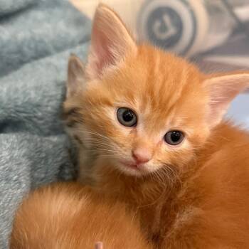 Pooh Bear -  Domestic Short Hair Cat for Adoption in Franklin, Tennessee - Pooh Bear | PetCurious