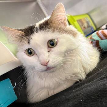 Honey -  Domestic Long Hair Cat for Adoption in Emporia, Kansas - Honey | PetCurious