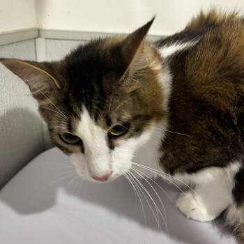 Domestic Long Hair Cats Available for Adoption in Tampa, Florida - Keiro | PetCurious