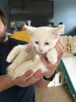 Siamese and Domestic Short Hair Cats Available for Adoption in Pendleton, Oregon - Huey | PetCurious