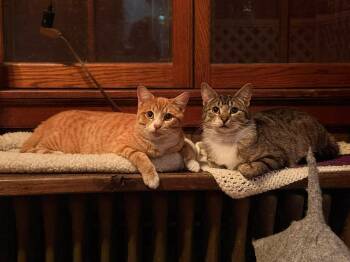 Domestic Short Hair Cats Available for Adoption - George And Bud | PetCurious