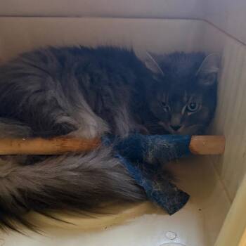 Gizmo -  Domestic Short Hair Cat for Adoption in Huntsville, Alabama - Gizmo | PetCurious