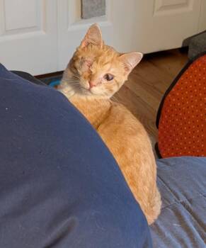 Domestic Short Hair Cats Available for Adoption - Woodstock25 | PetCurious