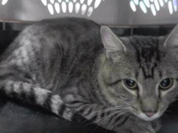DOM -  Domestic Short Hair Cat for Adoption in Omaha, Nebraska - DOM | PetCurious