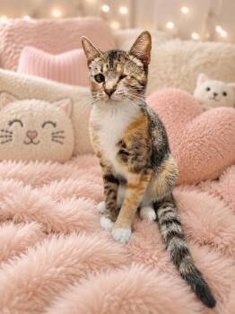 Winky -  Domestic Short Hair Cat for Adoption in Cleveland, Texas - Winky | PetCurious