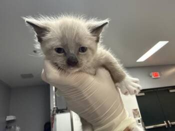 A1925084 -  Domestic Short Hair Cat for Adoption in Thousand Palms, California - A1925084 | PetCurious