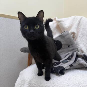 Cinder -  Domestic Short Hair Cat for Adoption in Naperville, Illinois - Cinder | PetCurious