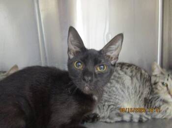 (616) -  Domestic Short Hair Cat for Adoption in Marietta, Georgia - (616) | PetCurious