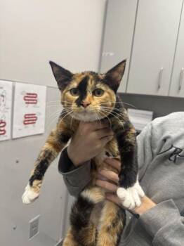 Sparkie -  Domestic Short Hair Cat for Adoption in Sevierville, Tennessee - Sparkie | PetCurious