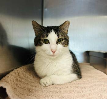 Rescue Domestic Short Hair Cats for Adoption in Myerstown, Pennsylvania - Sweetie | PetCurious