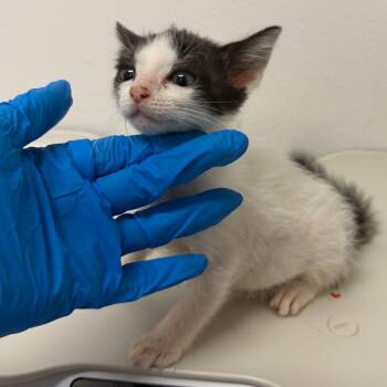 Dahlia D3 -  Domestic Short Hair Cat for Adoption in Edinburg, Texas - Dahlia D3 | PetCurious