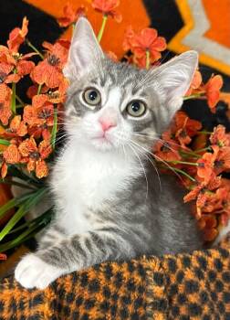 6/9/26 Thurston -  Domestic Short Hair Cat for Adoption in Stillwater, Oklahoma - 6/9/26 Thurston | PetCurious