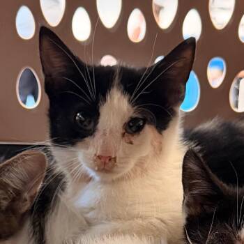 Reverend Beans -  Domestic Short Hair Cat for Adoption in Philadelphia, Pennsylvania - Reverend Beans | PetCurious