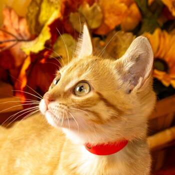Augie -  Domestic Short Hair Cat for Adoption in Lapeer, Michigan - Augie | PetCurious