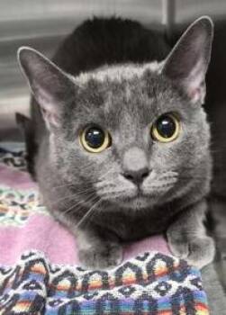 Domestic Short Hair Cats Available for Adoption - Temperest | PetCurious