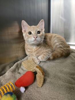 Teddy -  Domestic Short Hair Cat for Adoption in Umatilla, Florida - Teddy | PetCurious