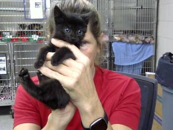 A188100 -  Domestic Short Hair Cat for Adoption in Pasadena, Texas - A188100 | PetCurious