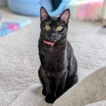 Rescue Domestic Short Hair Cats for Adoption in Portland, Oregon - Amethyst Bonded To Sapphire - Elder Kitten Discount Adoption Fee | PetCurious