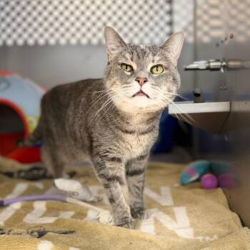 Ash -  Domestic Short Hair Cat for Adoption in Portage, Michigan - Ash | PetCurious