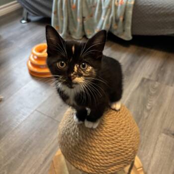 REESE - SWEET AS CANDY, FULL OF LOVE -  Domestic Short Hair Cat for Adoption in Plano, Texas - REESE - SWEET AS CANDY, FULL OF LOVE | PetCurious