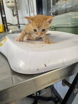 Minn -  Domestic Short Hair Cat for Adoption in West Chester, Pennsylvania - Minn | PetCurious