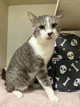 Domestic Short Hair Cats Available for Adoption in Hagerstown, Maryland - ONI | PetCurious