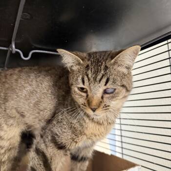 Domestic Short Hair Cats Available for Adoption in Albemarle, North Carolina - Wink | PetCurious