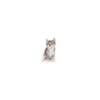Domestic Short Hair Cats Available for Adoption in Los Angeles, California - Tomato | PetCurious