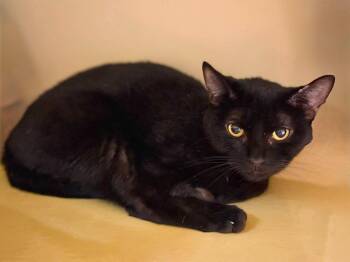 Stewie -  Domestic Short Hair Cat for Adoption in Burnaby, British Columbia - Stewie | PetCurious
