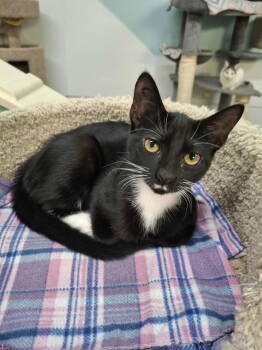 Rescue Domestic Short Hair Cats for Adoption in Rochester, New Hampshire - Chelsea | PetCurious