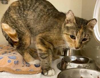 Sweet Pea -  Domestic Short Hair Cat for Adoption in Winnipeg, Manitoba - Sweet Pea | PetCurious