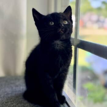 Peppercorn -  Domestic Short Hair Cat Available for Adoption in Mebane, North Carolina - Peppercorn | PetCurious