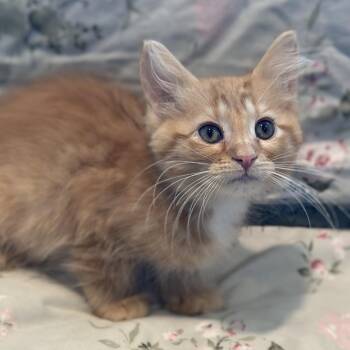 Dorothy -  Domestic Medium Hair Cat for Adoption in Matteson, Illinois - Dorothy | PetCurious
