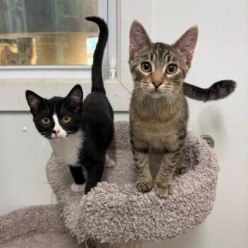 Shannon -  Domestic Short Hair Cat for Adoption in Albert Lea, Minnesota - Shannon | PetCurious