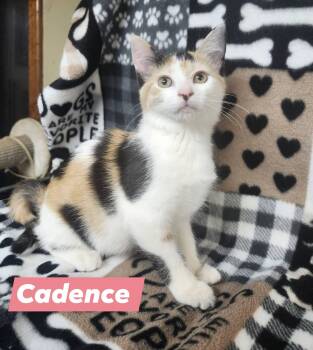 Rescue Domestic Short Hair Cats for Adoption in Cosby, Tennessee - Cadence | PetCurious