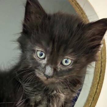 Kingsley -  Domestic Medium Hair Cat for Adoption in Cumming, Georgia - Kingsley | PetCurious