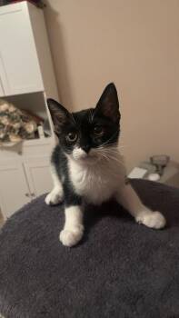 Starchomp -  Domestic Short Hair Cat for Adoption in Fort Lupton, Colorado - Starchomp | PetCurious