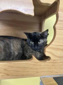 Melody -  Domestic Short Hair Cat for Adoption in Bellevue, Washington - Melody | PetCurious