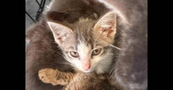 Hello -  Domestic Short Hair Cat for Adoption in Virginia Beach, Virginia - Hello | PetCurious