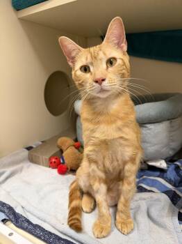 Domestic Short Hair Cats Available for Adoption - Ursula  | PetCurious