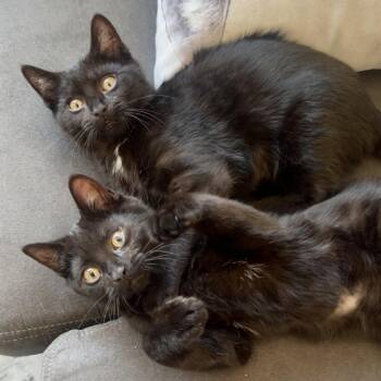 Domestic Short Hair Cats Available for Adoption - Cahoots | PetCurious