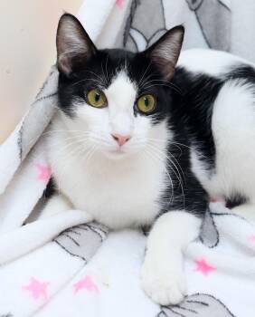 Domestic Short Hair Cats Available for Adoption in Tierra Verde, Florida - Flower | PetCurious